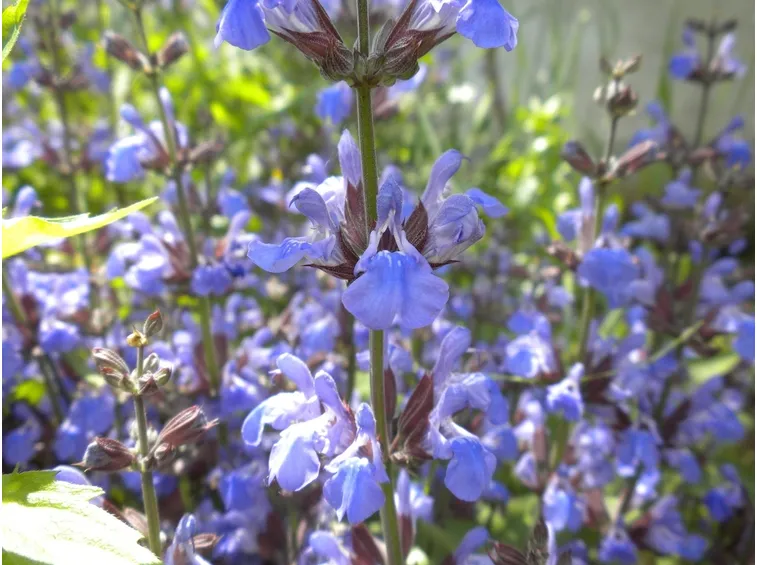 fiori salvia