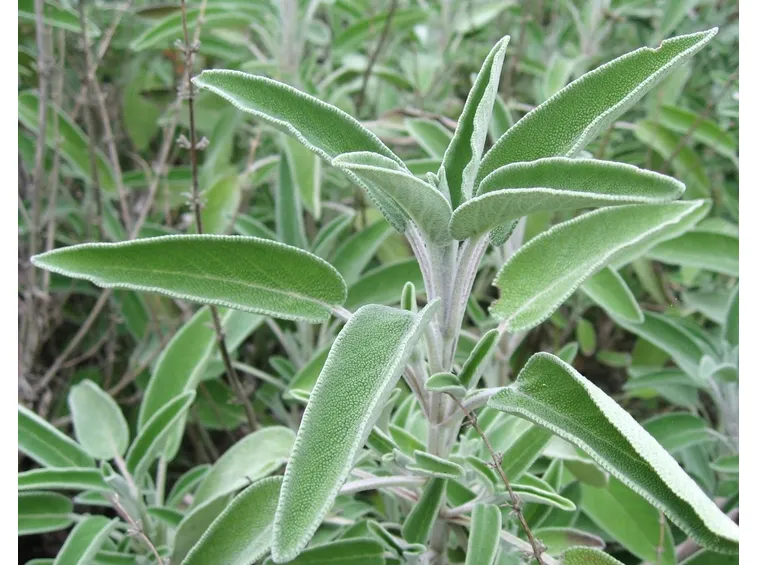salvia