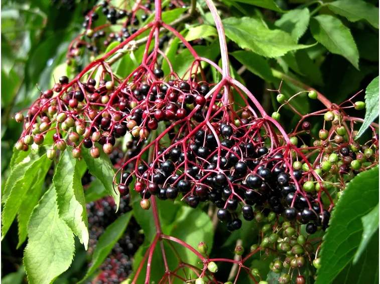 sambucus nigra
