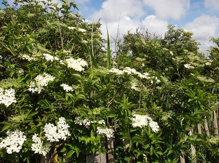 Sambuco