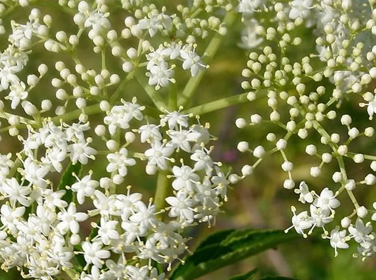 Fiori sambuco