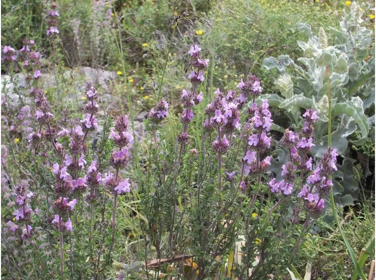 satureja thymbra