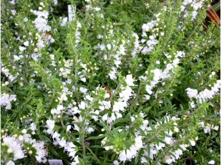 Fiori santoreggia