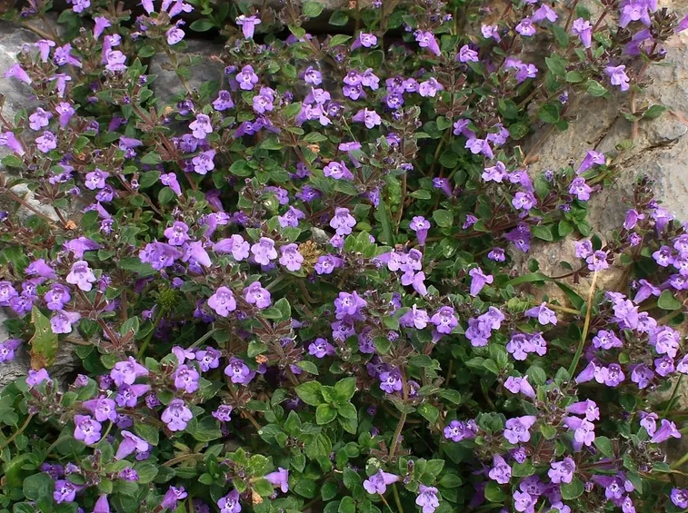 Germogli piante aromatiche