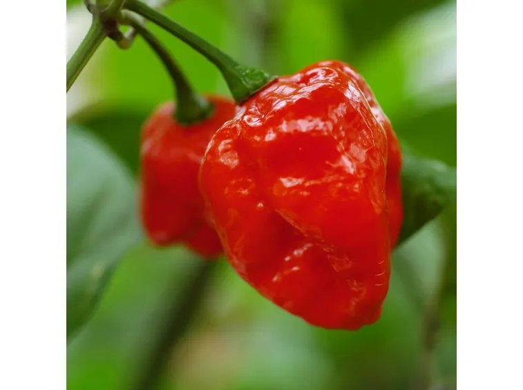 peperoncini super piccanti
