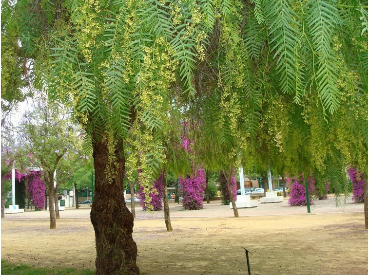 Albero schinus molle