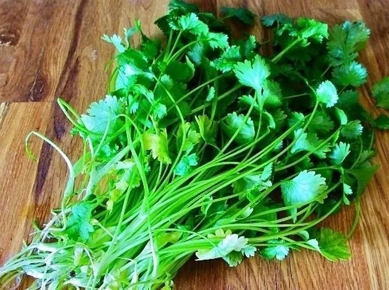 Foglie di coriandolo