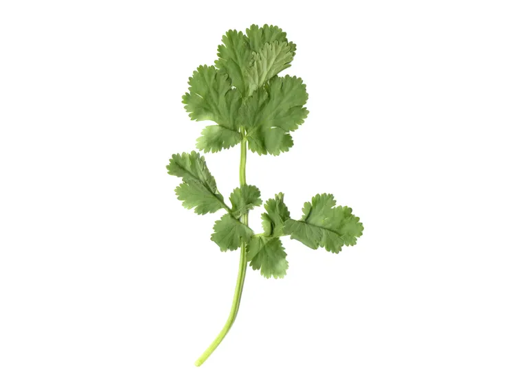 Un rametto di coriandolo