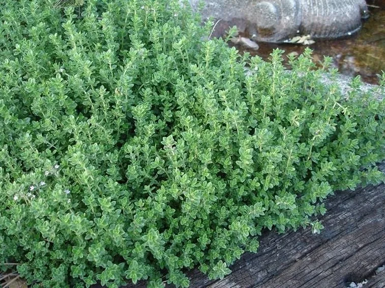 Pianta di timo limone.