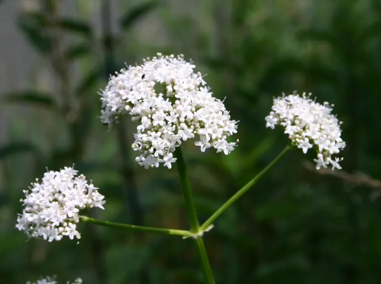 valeriana