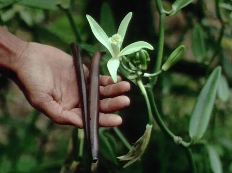 Fiore della vaniglia