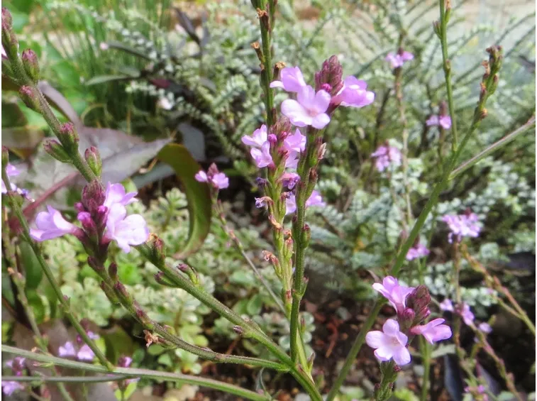 verbena officinalis