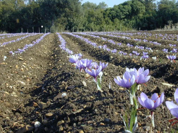 Campo di zafferano