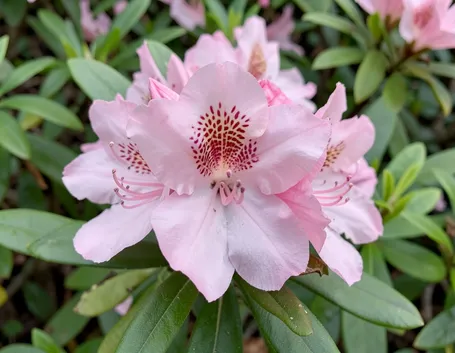 azalea