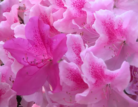 azalea