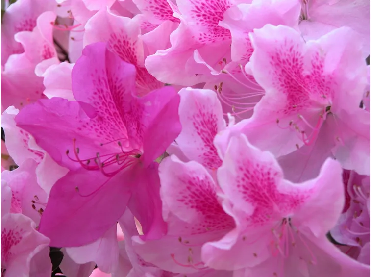 azalea