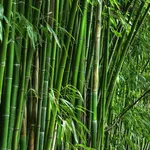 bambu