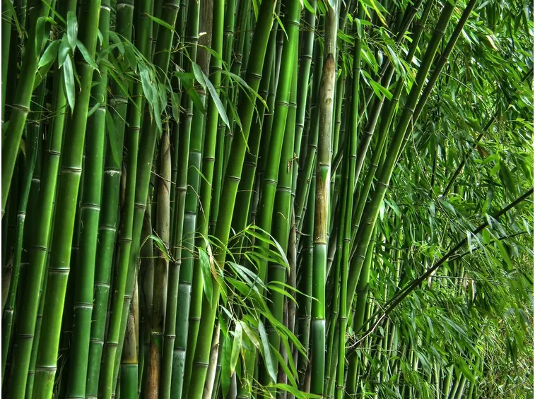 bambu