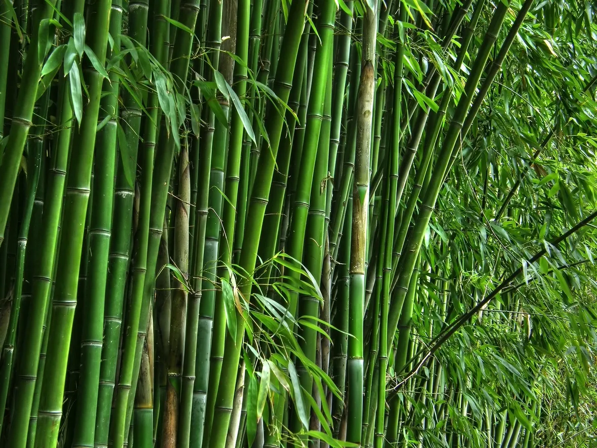 bambu