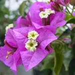 bougainville