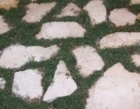 vialetto