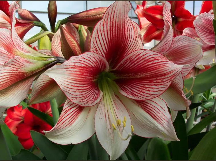 amaryllis