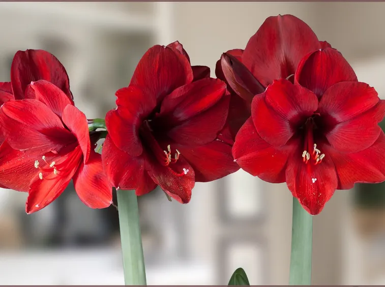 amaryllis