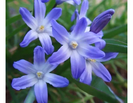 chionodoxa