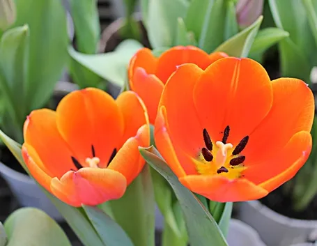 tulipani