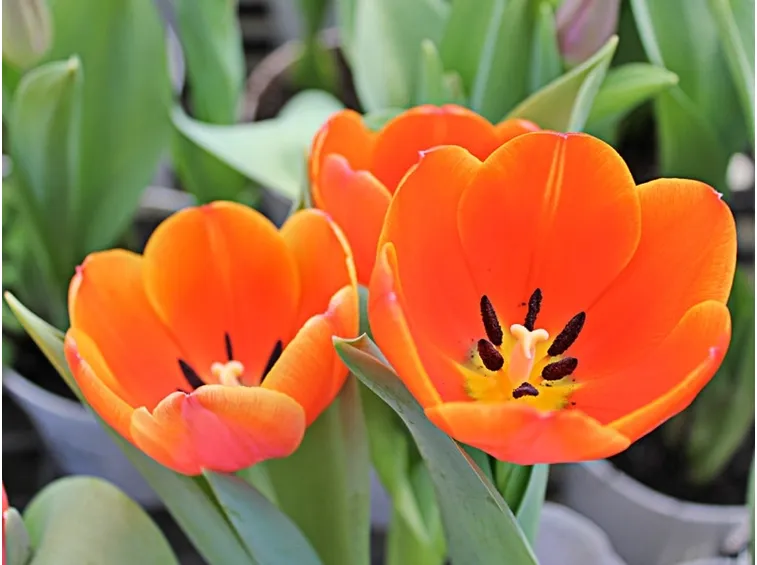 tulipani