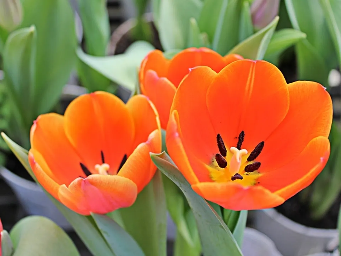 tulipani