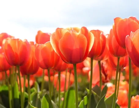 tulipani