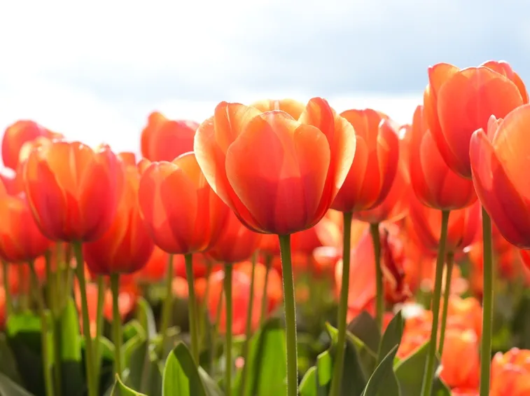 tulipani
