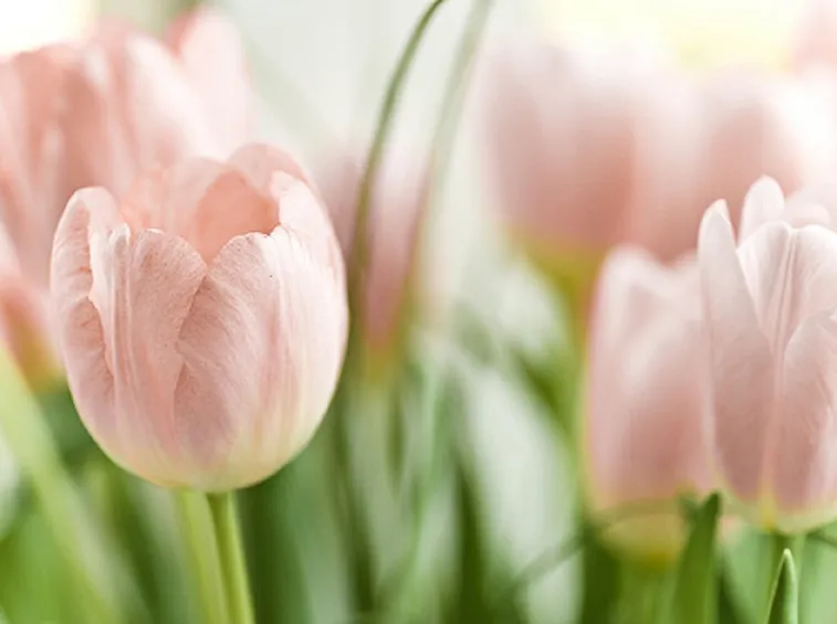 tulipano rosa