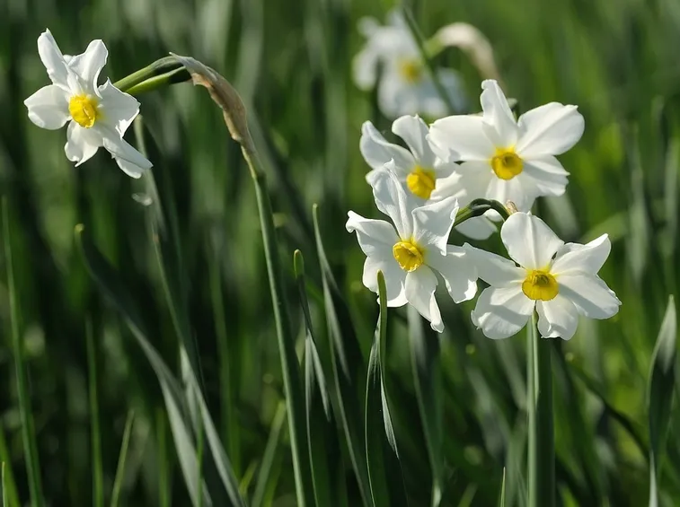 bulbi narcisi