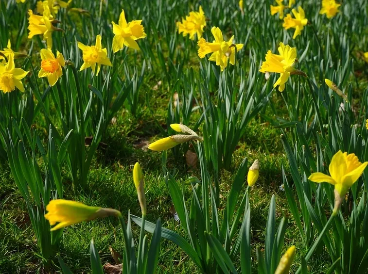 bulbo narciso