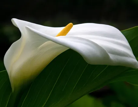 Foglia e fiore della calla