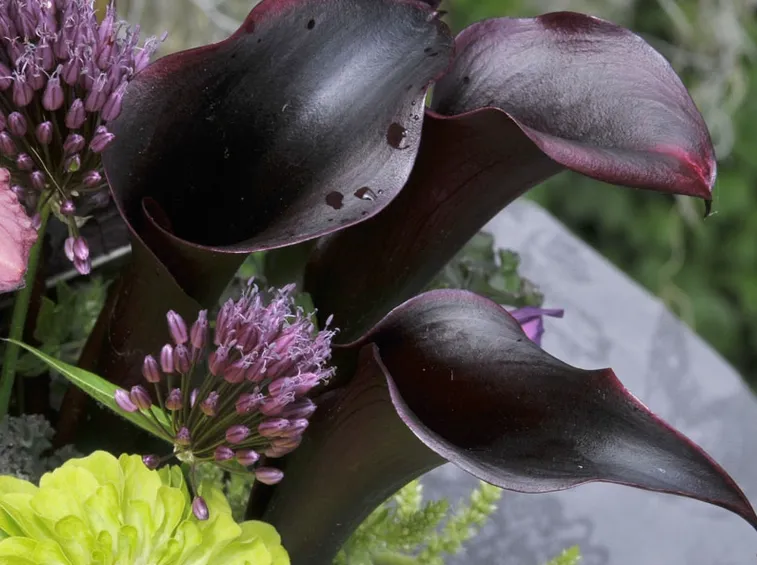 Zantedeschia Schwarzwalder