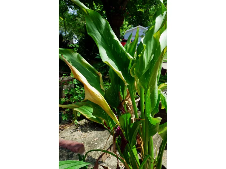 Calla con foglie ingiallite