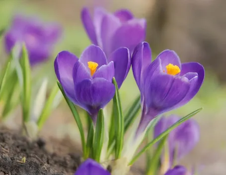 crocus