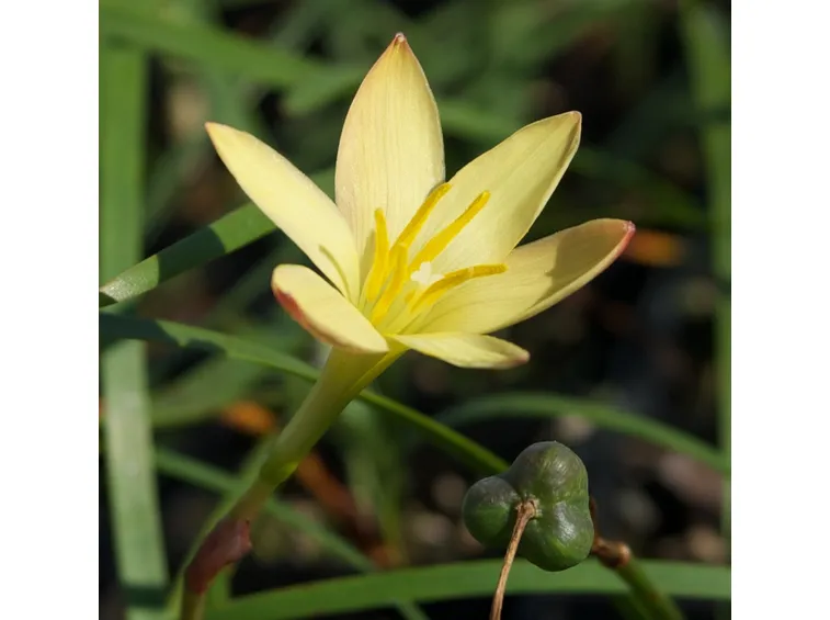 Zephiranthes