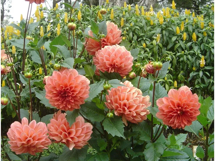 Splendide dalie dal colore delicato
