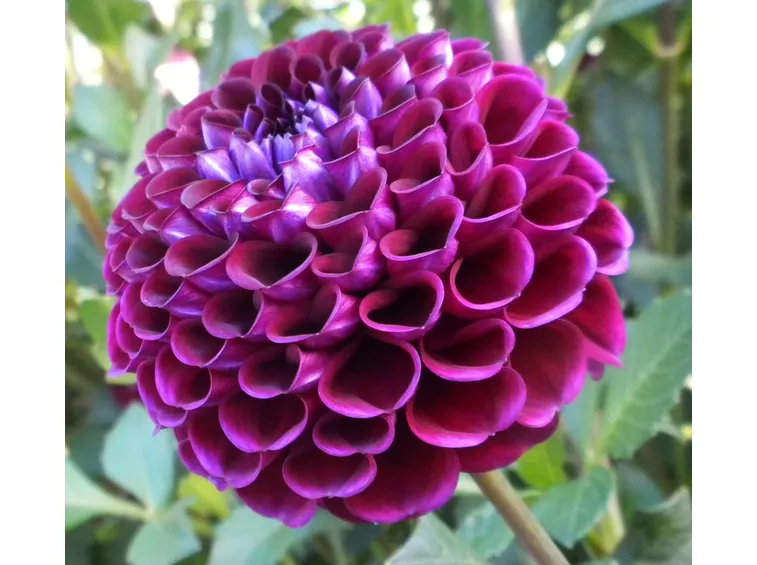 Dalia