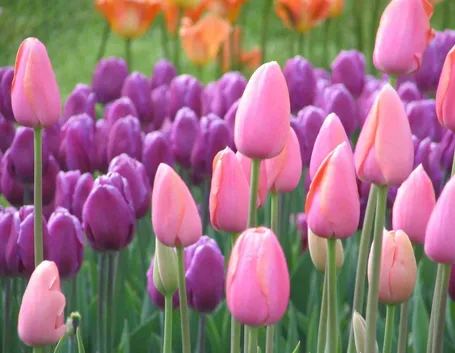 tulipani
