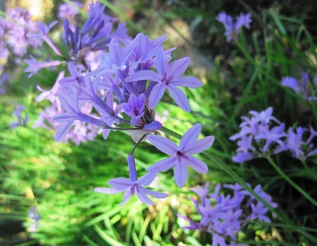 esempio di fiore da bulbo
