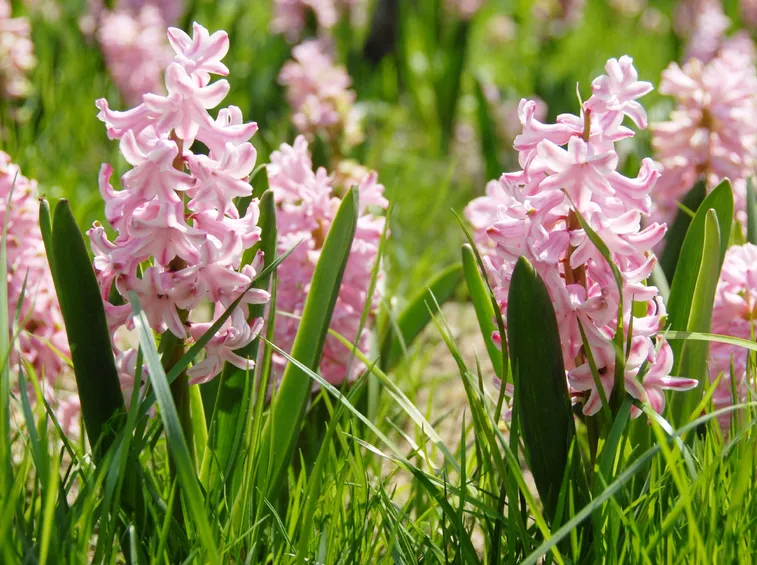fiori giacinto