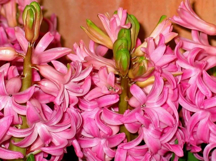 Fiori di giacinto rosa