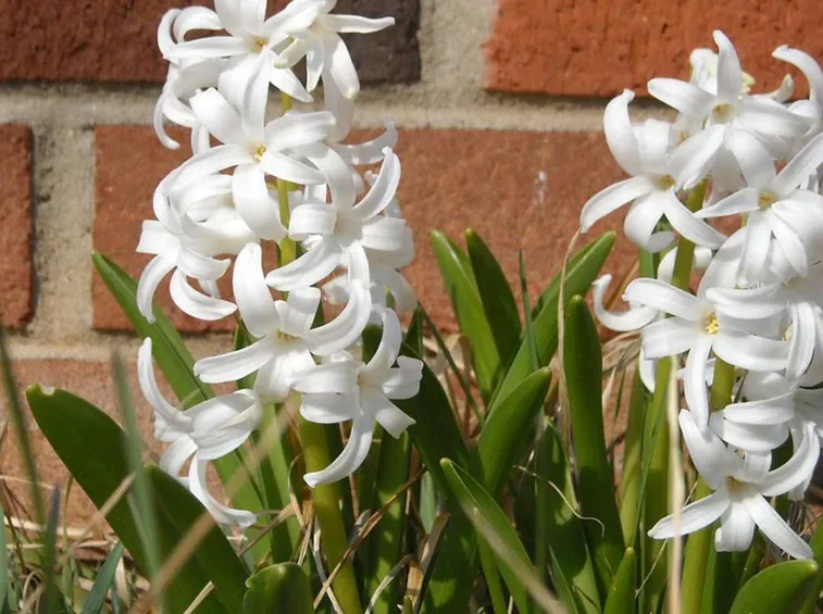 Fiori bianchi di giacinto