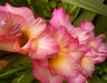 Gladioli fucsia