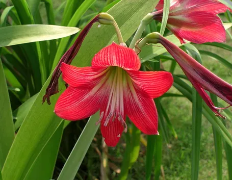Fiore di amaryllis rosso.